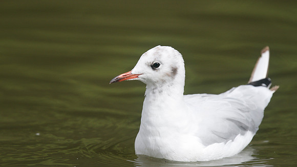 Black-headed Gull, Slimbridge, August 2014