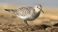 Bairds Sandpiper, Kenfig NNR, October 2016