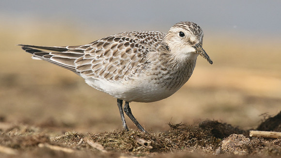 Bairds Sandpiper, Kenfig NNR, October 2016