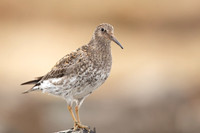 Purple Sandpiper, Raufarhofn, June 2022
