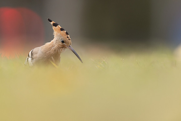 Hoopoe, Swansea, October 2024