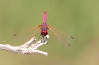 Violet Dropwing, Cape Greco, Cyprus, July 2024