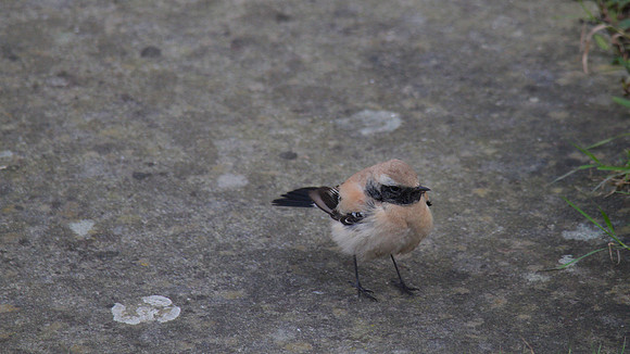 Desert Wheatear, Severn Beach 2013