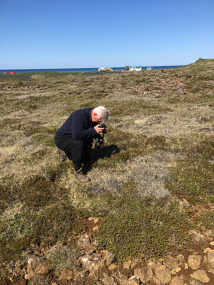 Whimbrel, Sandgerði, Iceland, May 2019