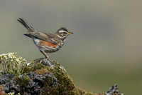 Redwing, Hellnar, Iceland, June 2019