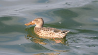 Shoveler,  Farmoor Reservoir, October 2014
