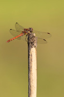 Common Darter, Oldbury Power Station, September 2023