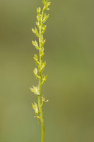 Bog Orchid, New Forest, July 2024