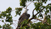 White-bellied Sea Eagle