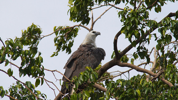 White-bellied Sea Eagle, Cairns, November 2013