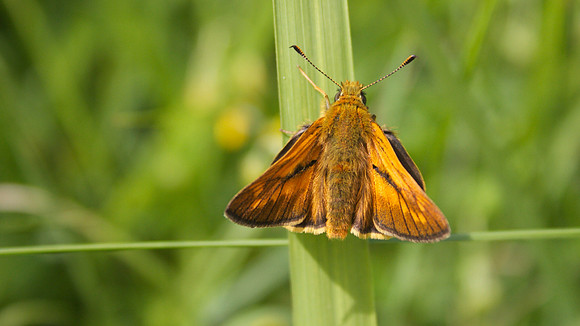 Large Skipper, Tockington 2014