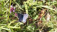Large Blue, Collard Hill, June 2015