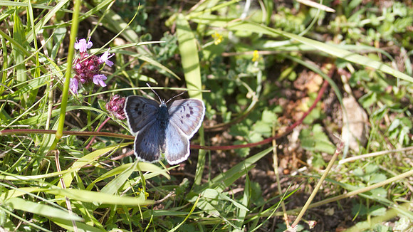 Large Blue, Collard Hill, June 2015