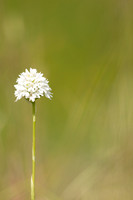 Pyramidal Orchid, Rudge Hill, July 2024