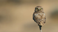 Owls