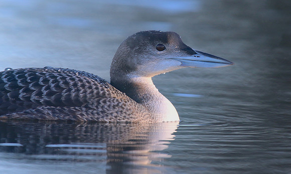 Great Northern Diver, Sharpness, December 2017