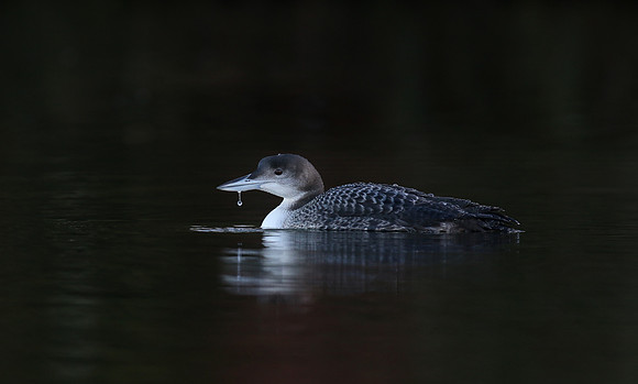 Great Northern Diver, Sharpness, December 2018