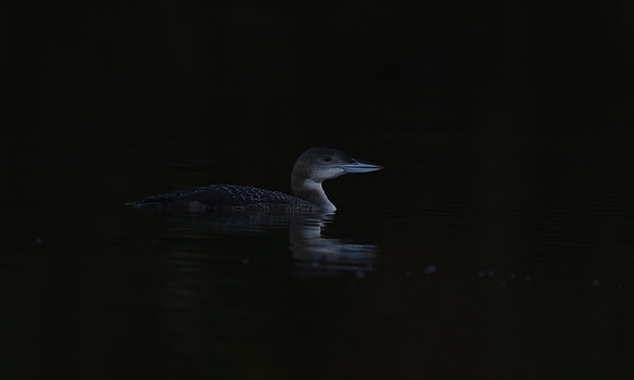Great Northern Diver, Sharpness, December 2018
