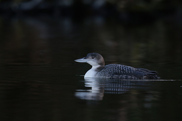 Great Northern Diver, Sharpness, December 2018