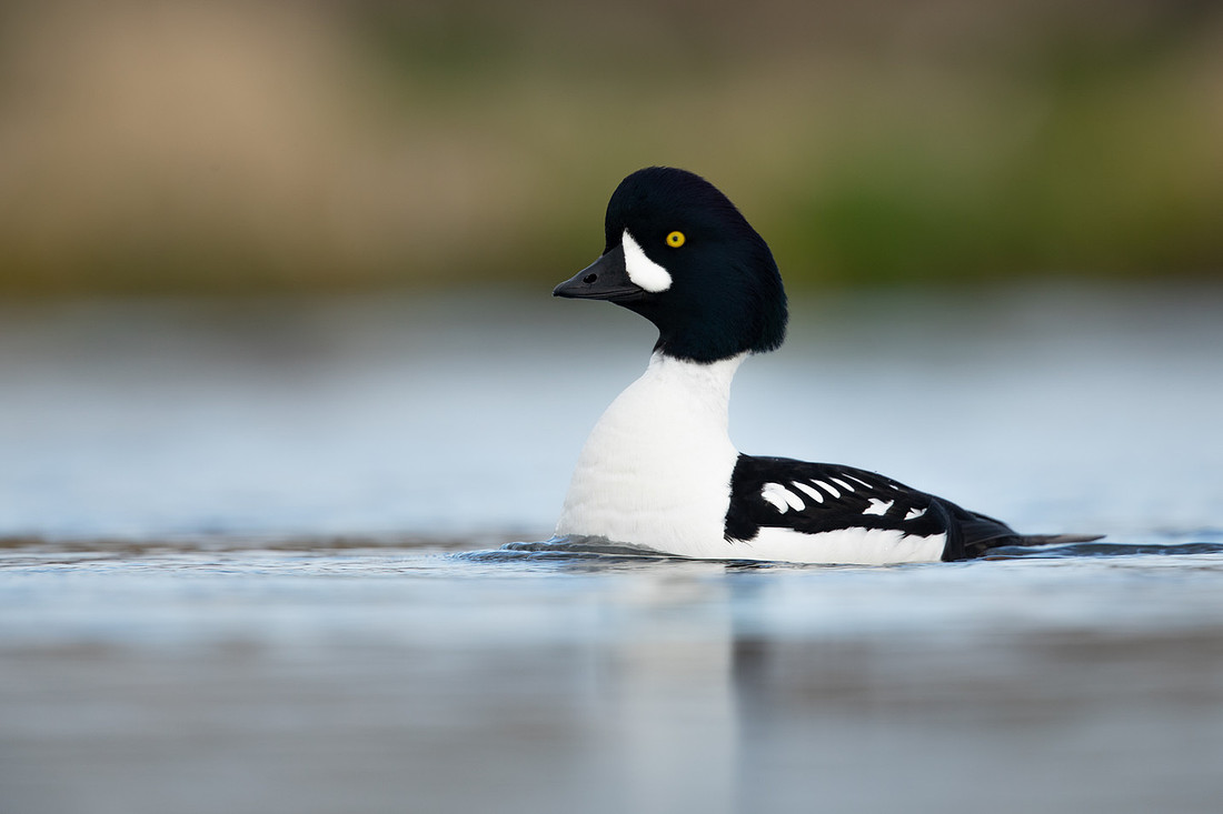 Barrow's Goldeneye, River Laxa, Iceland, May 2022