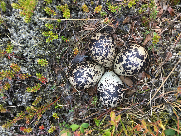 Golden Plover, Stundarfridur, June 2019
