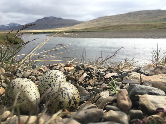Oystercatcher, Iceland, June 2019