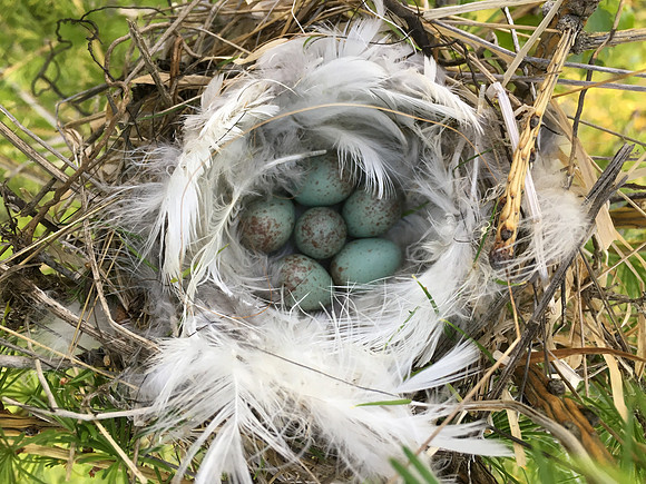Redpoll, Borganes, Iceland, June 2019