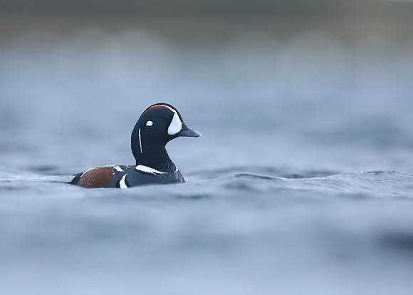Harlequin Duck, River Lava, June 2019