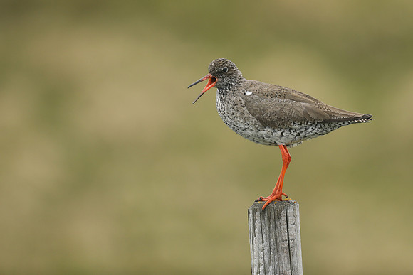 Redshank, Flatey Island, June 2019