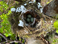 Brambling, Kaamanen, Finland, June 2023