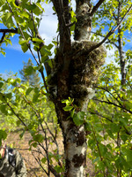 Brambling, Kaamanen, Finland, June 2023