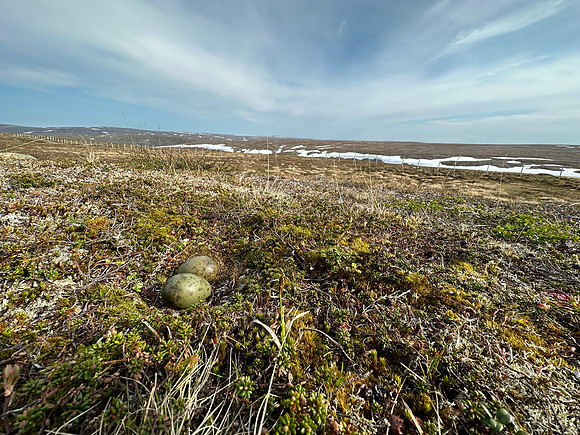 Long-​tailed Skua, Batsjford,​ Norway, June 2023