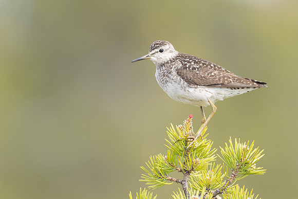 Wood Sandpiper, Svanvik, June 2023