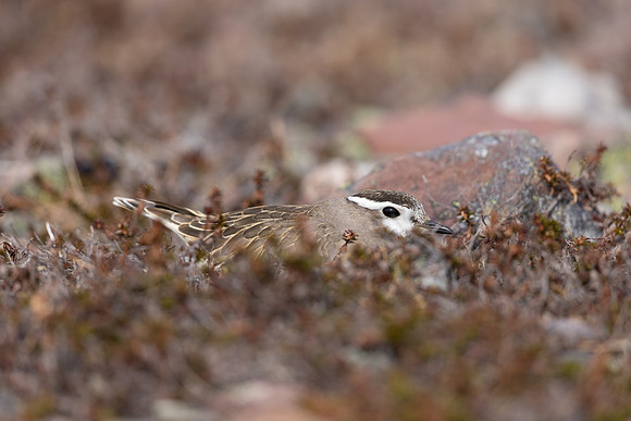 Dotterel, Batsjford, Norway, June 2023