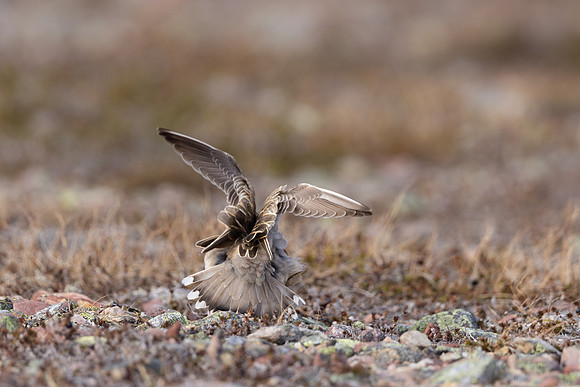 Dotterel, Batsjford, Norway, June 2023