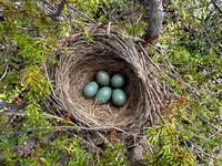 Redwing, Karigasniemi, Finland, June 2023