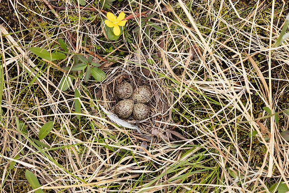 Temmincks Stint, Skallelv Neset, Norway, June 2023 (set 1)