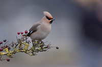 Waxwing, Rodbrough Common, January 2024
