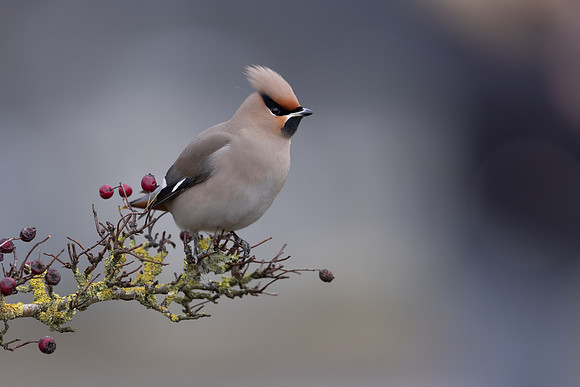Waxwing, Rodbrough Common, January 2024