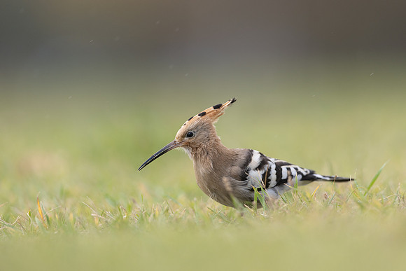 Hoopoe, Swansea, October 2024