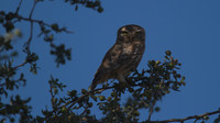 Little Owl