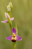 Bicolured Bee Orchid