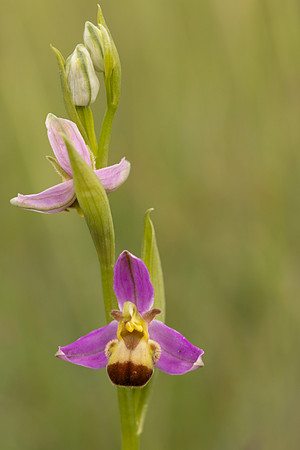 Bicolured Bee Orchid, Minchinhampton Common, June 2024.