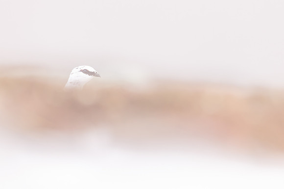 Ptarmigan, Cairngorms, February 2024