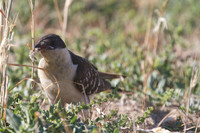 Great-spotted Cuckoo, Larnaca sewage works 2014