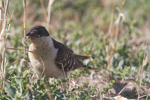 Great-spotted Cuckoo, Larnaca sewage works 2014