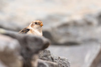 Snow Bunting, Cairngorms, February  2024.