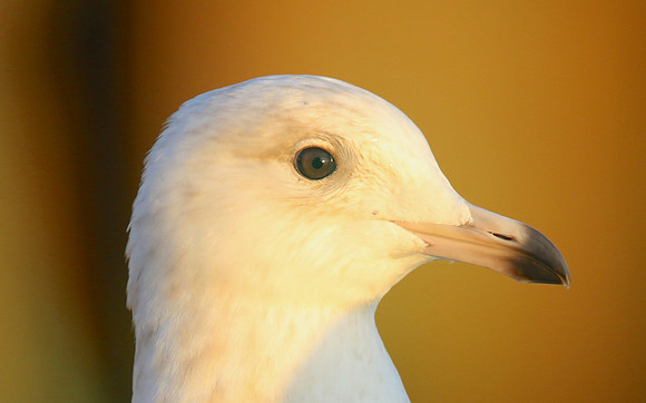 Iceland Gull, (1st Winter) Newlyn Harbour, February 2018.