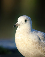 Iceland Gull, (1st Winter) Newlyn Harbour, February 2018