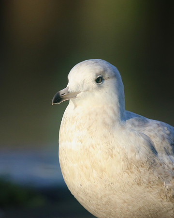 Iceland Gull, (1st Winter) Newlyn Harbour, February 2018